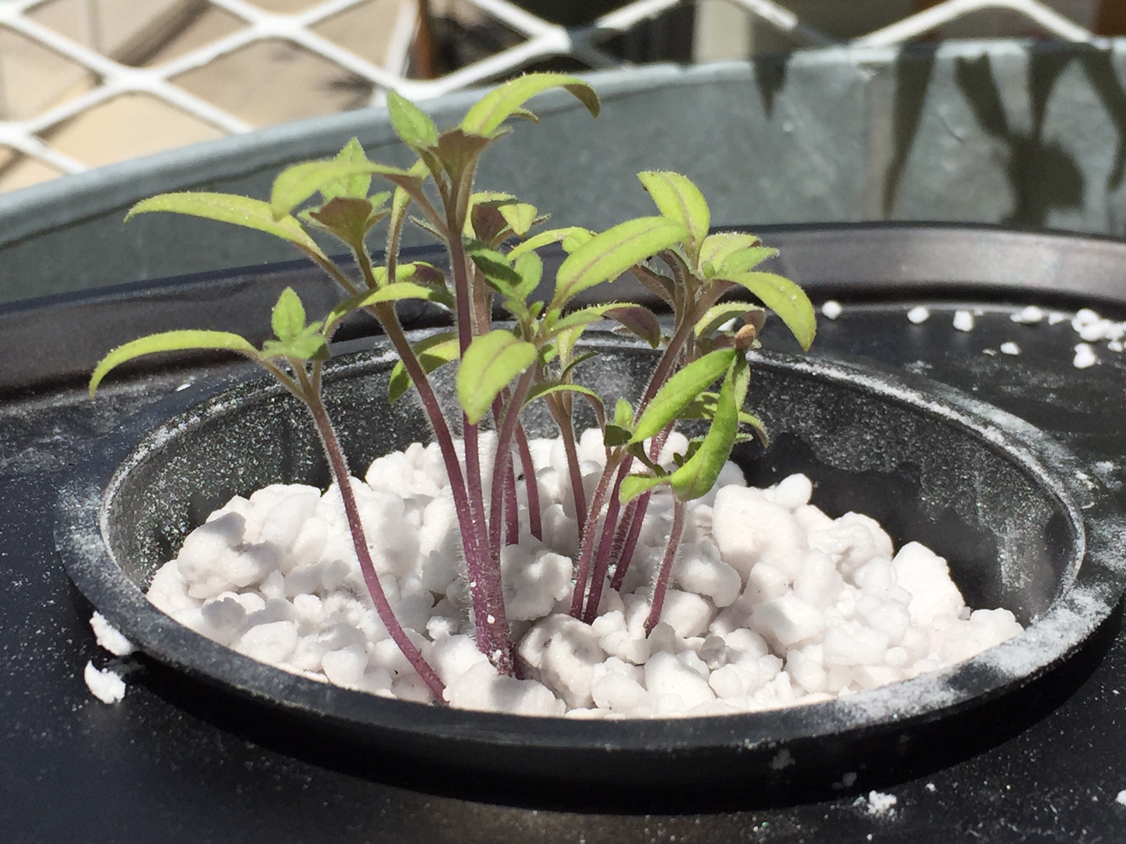 hydroponic San Marzano seedlings