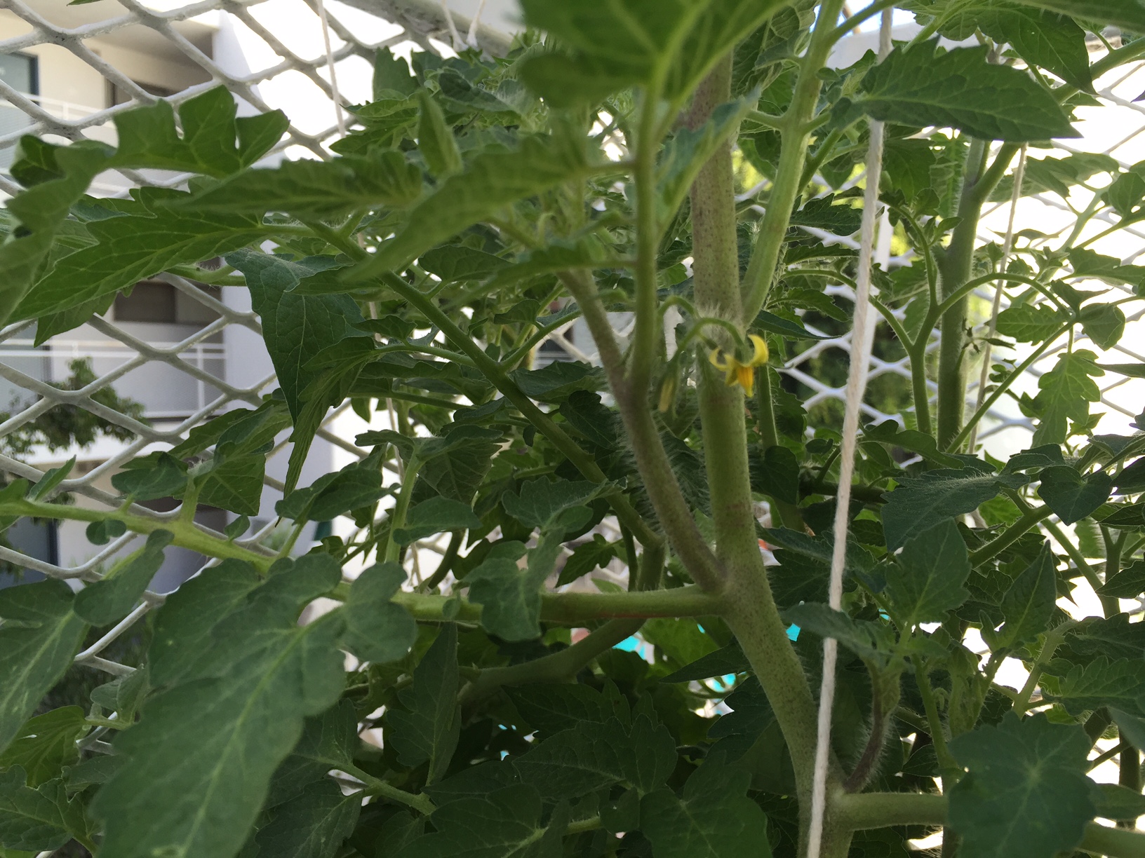 Some tomato blossoms